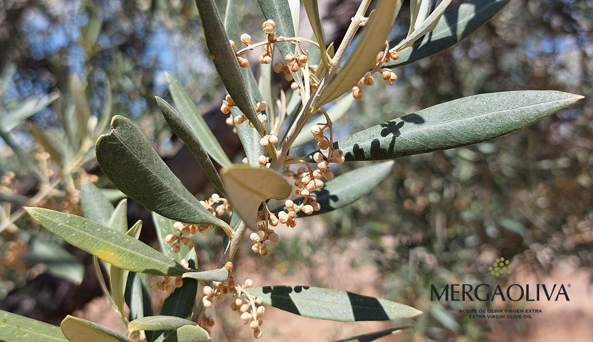 Mergaoliva: olive grove